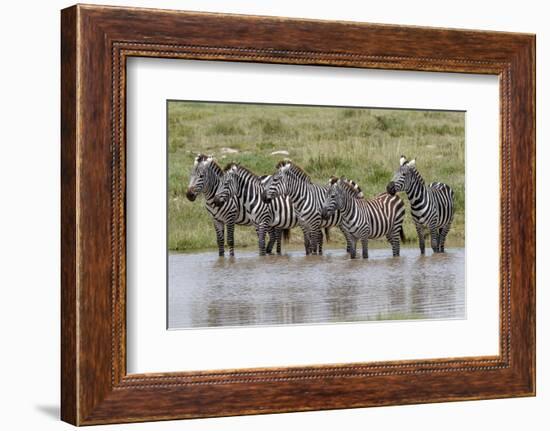 Burchell's Zebra at watering hole, Serengeti National Park, Tanzania, Africa-Adam Jones-Framed Photographic Print