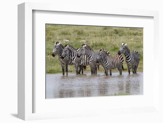 Burchell's Zebra at watering hole, Serengeti National Park, Tanzania, Africa-Adam Jones-Framed Photographic Print