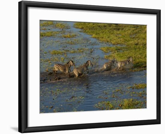 Burchell's Zebra Crossing Flood Waters, Mombo Area of Chief's Island, Okavango Delta, Botswana-Pete Oxford-Framed Photographic Print