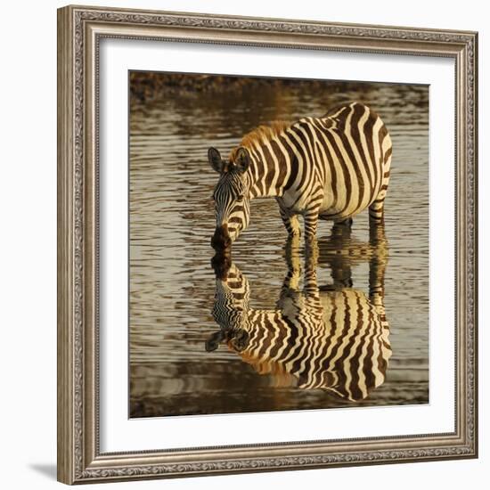 Burchell's zebra drinking at sunrise, Masai Mara, Kenya, Africa-Adam Jones-Framed Photographic Print