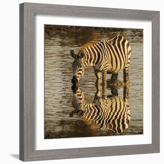 Burchell's zebra drinking at sunrise, Masai Mara, Kenya, Africa-Adam Jones-Framed Photographic Print