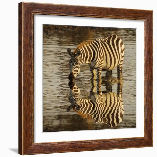 Burchell's zebra drinking at sunrise, Masai Mara, Kenya, Africa-Adam Jones-Framed Photographic Print