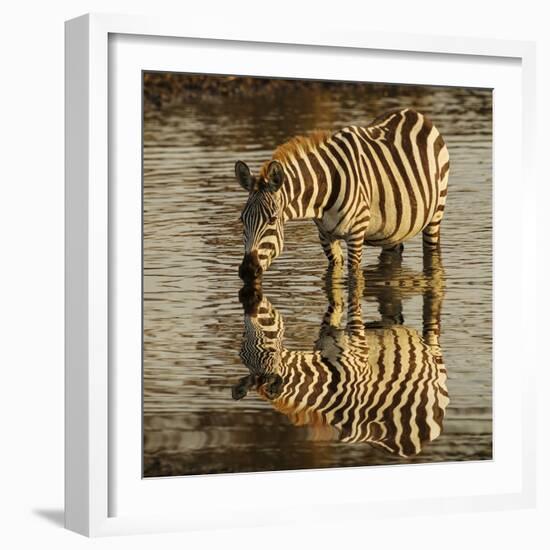 Burchell's zebra drinking at sunrise, Masai Mara, Kenya, Africa-Adam Jones-Framed Photographic Print