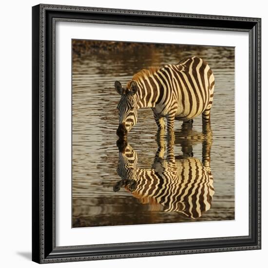 Burchell's zebra drinking at sunrise, Masai Mara, Kenya, Africa-Adam Jones-Framed Photographic Print