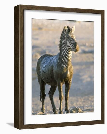 Burchell's Zebra (Equus Burchelli) Covered in Mud, Etosha National Park, Namibia, Africa-Steve & Ann Toon-Framed Photographic Print