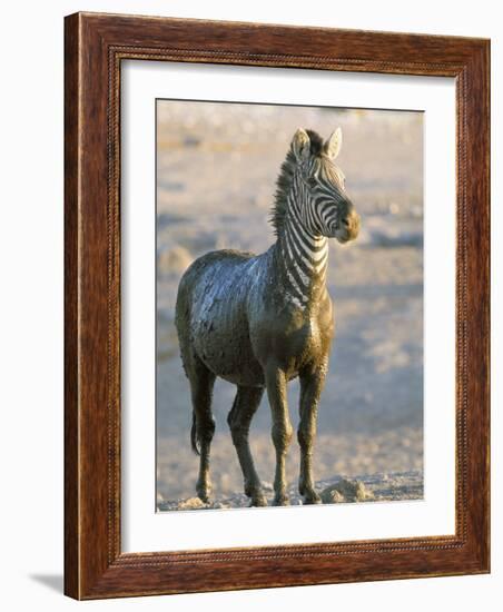 Burchell's Zebra (Equus Burchelli) Covered in Mud, Etosha National Park, Namibia, Africa-Steve & Ann Toon-Framed Photographic Print