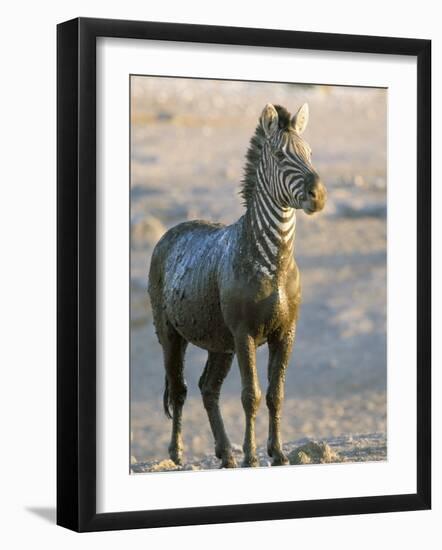 Burchell's Zebra (Equus Burchelli) Covered in Mud, Etosha National Park, Namibia, Africa-Steve & Ann Toon-Framed Photographic Print