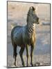 Burchell's Zebra (Equus Burchelli) Covered in Mud, Etosha National Park, Namibia, Africa-Steve & Ann Toon-Mounted Photographic Print