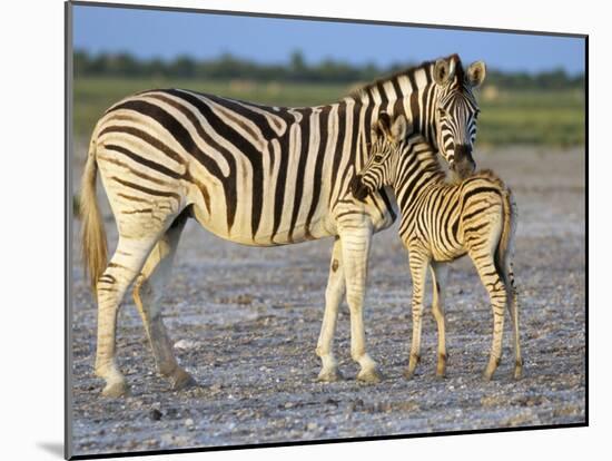 Burchell's Zebra (Equus Burchelli) with Foal, Etosha National Park, Namibia-Steve & Ann Toon-Mounted Photographic Print