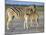 Burchell's Zebra (Equus Burchelli) with Foal, Etosha National Park, Namibia-Steve & Ann Toon-Mounted Photographic Print