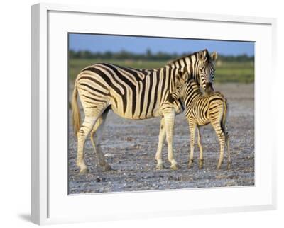 Burchell's Zebra (Equus Burchelli) with Foal, Etosha National Park ...