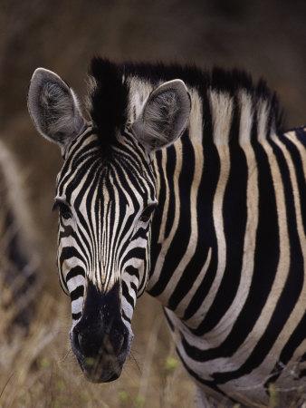 Burchell S Zebra Equus Burchelli Photographic Print D Robert Franz Art Com