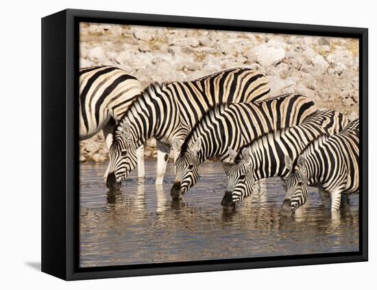 Burchell's Zebra (Equus Burchellii), Etosha National Park, Namibia, Africa-Sergio Pitamitz-Framed Premier Image Canvas
