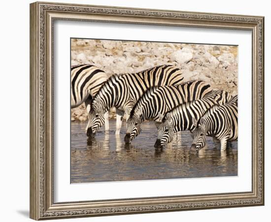 Burchell's Zebra (Equus Burchellii), Etosha National Park, Namibia, Africa-Sergio Pitamitz-Framed Photographic Print