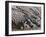 Burchell's Zebra (Equus Burchellii), Etosha National Park, Namibia, Africa-Sergio Pitamitz-Framed Photographic Print