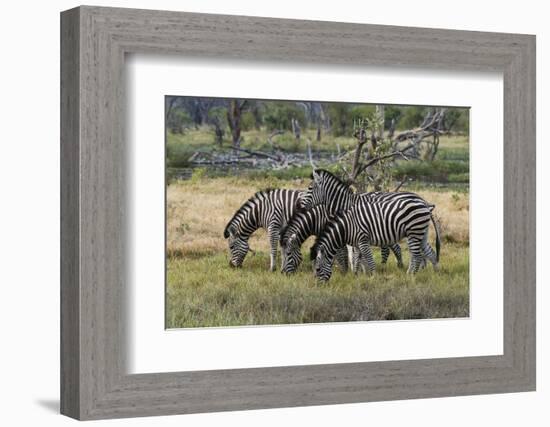 Burchell's zebra (Equus burchellii), Khwai Concession, Okavango Delta, Botswana, Africa-Sergio Pitamitz-Framed Photographic Print
