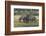 Burchell's zebra (Equus burchellii), Khwai Concession, Okavango Delta, Botswana, Africa-Sergio Pitamitz-Framed Photographic Print