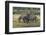 Burchell's zebra (Equus burchellii), Khwai Concession, Okavango Delta, Botswana, Africa-Sergio Pitamitz-Framed Photographic Print