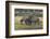 Burchell's zebra (Equus burchellii), Khwai Concession, Okavango Delta, Botswana, Africa-Sergio Pitamitz-Framed Photographic Print