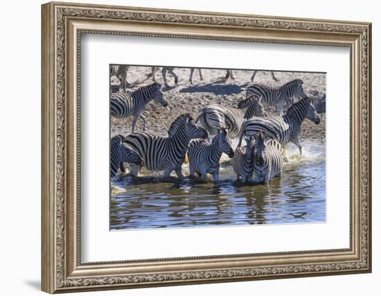 Burchell's zebra (Equus quagga burchellii) drinking in the Boteti River, Botswana-Gary Cook-Framed Photographic Print