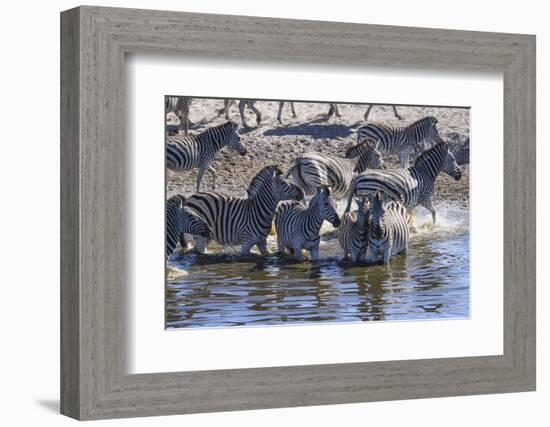 Burchell's zebra (Equus quagga burchellii) drinking in the Boteti River, Botswana-Gary Cook-Framed Photographic Print