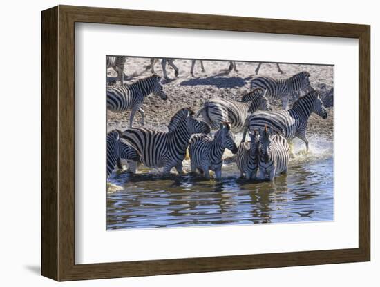 Burchell's zebra (Equus quagga burchellii) drinking in the Boteti River, Botswana-Gary Cook-Framed Photographic Print