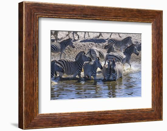 Burchell's zebra (Equus quagga burchellii) drinking in the Boteti River, Botswana-Gary Cook-Framed Photographic Print