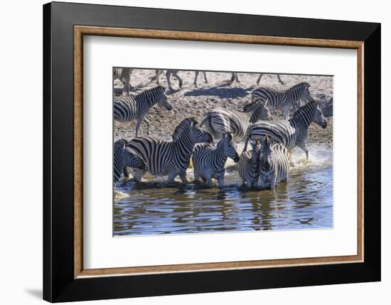 Burchell's zebra (Equus quagga burchellii) drinking in the Boteti River, Botswana-Gary Cook-Framed Photographic Print