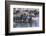 Burchell's zebra (Equus quagga burchellii) drinking in the Boteti River, Botswana-Gary Cook-Framed Photographic Print