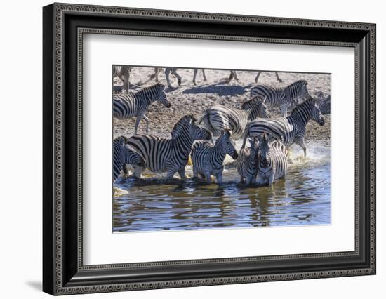 Burchell's zebra (Equus quagga burchellii) drinking in the Boteti River, Botswana-Gary Cook-Framed Photographic Print