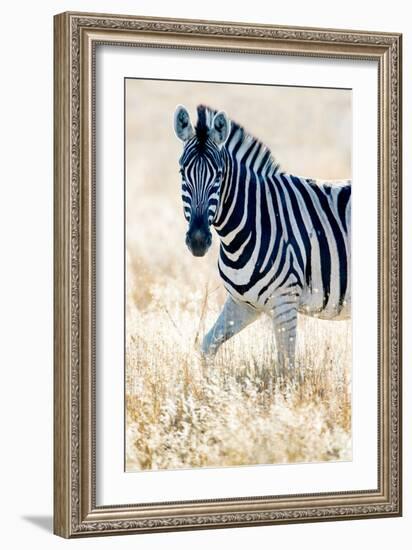 Burchell's Zebra (Equus Quagga Burchellii), Etosha National Park, Namibia-null-Framed Photographic Print