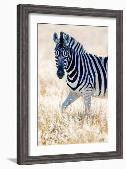 Burchell's Zebra (Equus Quagga Burchellii), Etosha National Park, Namibia-null-Framed Photographic Print