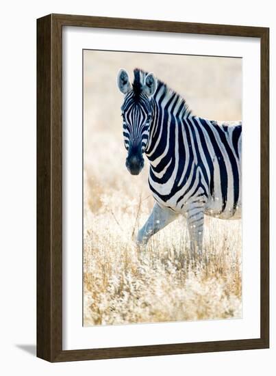 Burchell's Zebra (Equus Quagga Burchellii), Etosha National Park, Namibia-null-Framed Photographic Print