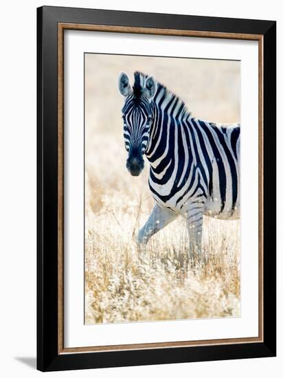 Burchell's Zebra (Equus Quagga Burchellii), Etosha National Park, Namibia-null-Framed Photographic Print