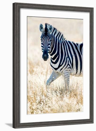 Burchell's Zebra (Equus Quagga Burchellii), Etosha National Park, Namibia-null-Framed Photographic Print