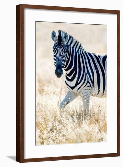 Burchell's Zebra (Equus Quagga Burchellii), Etosha National Park, Namibia-null-Framed Photographic Print