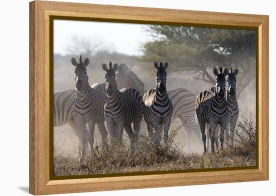 Burchell's zebra (Equus quagga burchellii) looking at the camera, Botswana, Africa-Sergio Pitamitz-Framed Premier Image Canvas