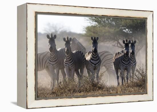 Burchell's zebra (Equus quagga burchellii) looking at the camera, Botswana, Africa-Sergio Pitamitz-Framed Premier Image Canvas