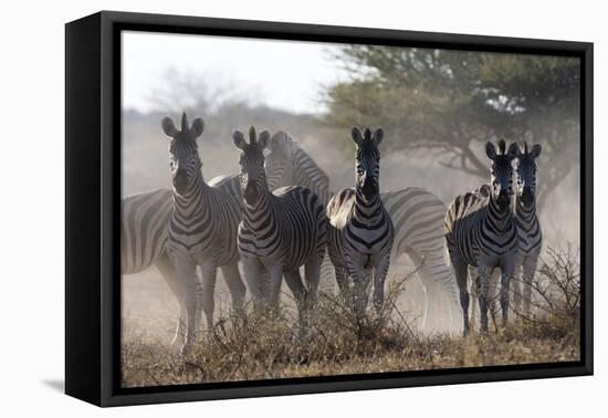 Burchell's zebra (Equus quagga burchellii) looking at the camera, Botswana, Africa-Sergio Pitamitz-Framed Premier Image Canvas