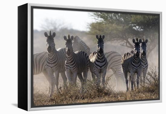 Burchell's zebra (Equus quagga burchellii) looking at the camera, Botswana, Africa-Sergio Pitamitz-Framed Premier Image Canvas