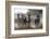 Burchell's zebra (Equus quagga burchellii) looking at the camera, Botswana, Africa-Sergio Pitamitz-Framed Photographic Print