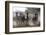 Burchell's zebra (Equus quagga burchellii) looking at the camera, Botswana, Africa-Sergio Pitamitz-Framed Photographic Print