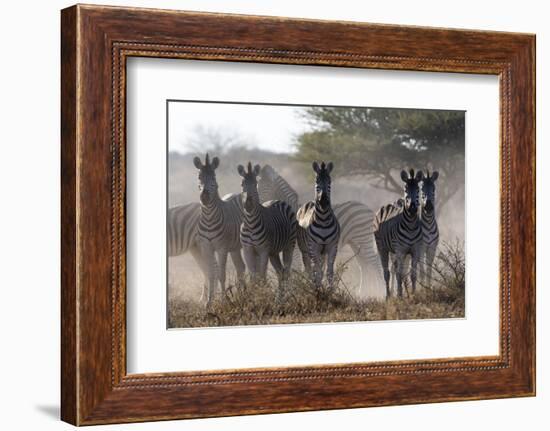 Burchell's zebra (Equus quagga burchellii) looking at the camera, Botswana, Africa-Sergio Pitamitz-Framed Photographic Print