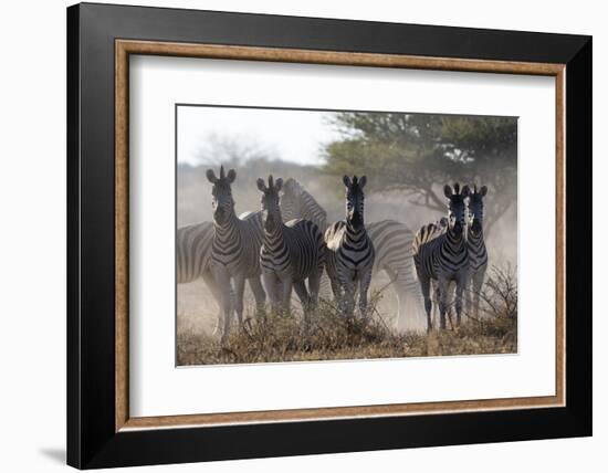 Burchell's zebra (Equus quagga burchellii) looking at the camera, Botswana, Africa-Sergio Pitamitz-Framed Photographic Print