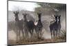 Burchell's zebra (Equus quagga burchellii) looking at the camera, Botswana, Africa-Sergio Pitamitz-Mounted Photographic Print