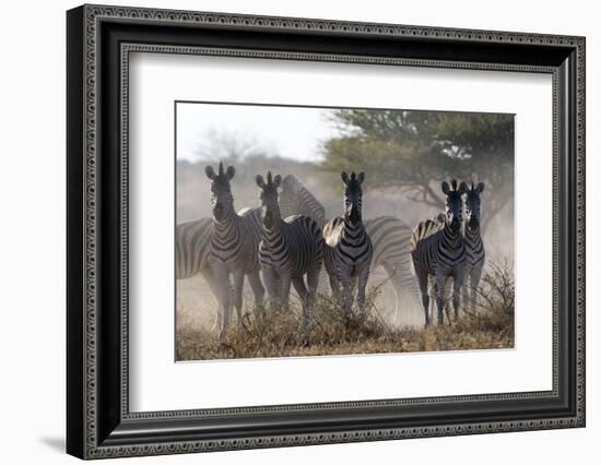 Burchell's zebra (Equus quagga burchellii) looking at the camera, Botswana, Africa-Sergio Pitamitz-Framed Photographic Print