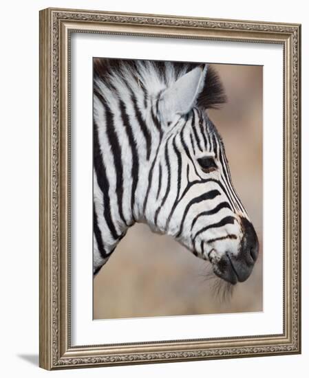 Burchell's Zebra, Etosha National Park, Namibia-Michele Westmorland-Framed Photographic Print