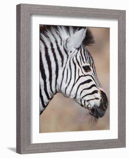 Burchell's Zebra, Etosha National Park, Namibia-Michele Westmorland-Framed Photographic Print