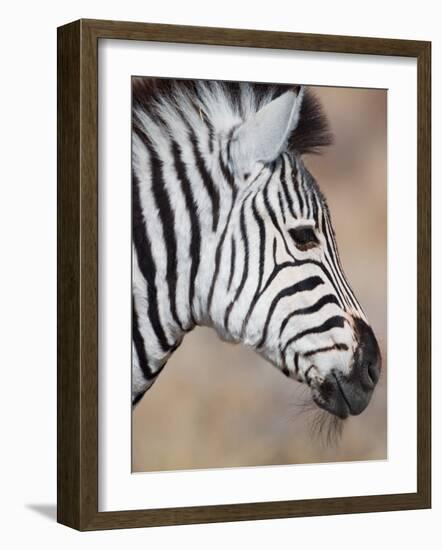 Burchell's Zebra, Etosha National Park, Namibia-Michele Westmorland-Framed Photographic Print