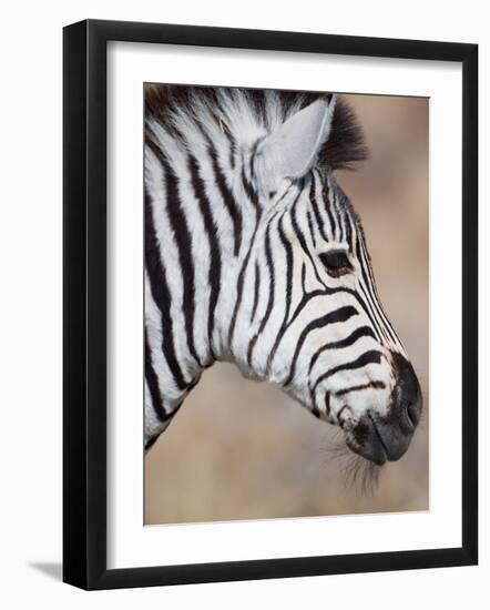 Burchell's Zebra, Etosha National Park, Namibia-Michele Westmorland-Framed Photographic Print